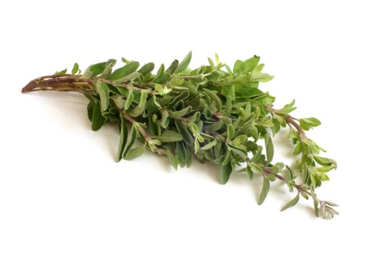 What Is A Sprig Of Thyme ? Benefits of A Sprig of Thyme