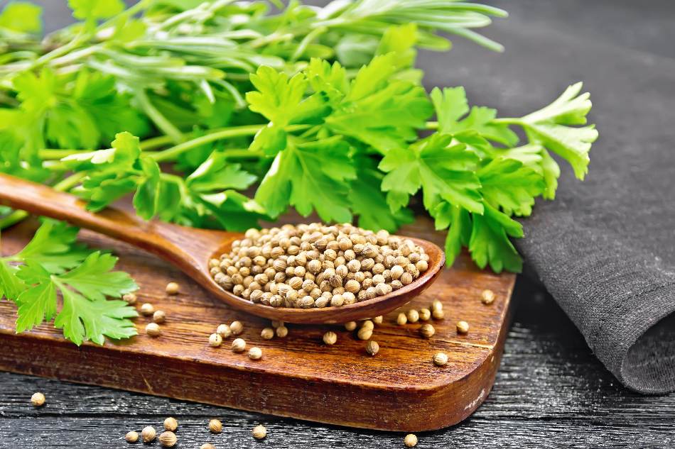 5 Best Coriander Substitutes Options For 2021